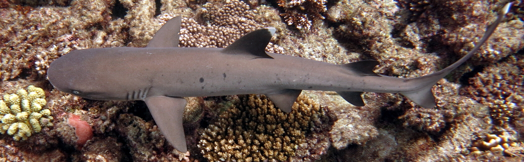 The Whitetip reef shark (Triaenodon obesus) is one of the trusty companions on every dive at the Great Barrier Reef, Australia, where this picture was taken.